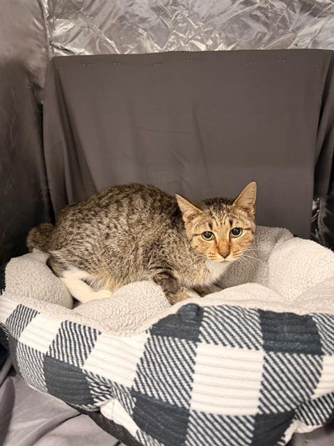 JOSHUA - Domestic Short Hair available for adoption