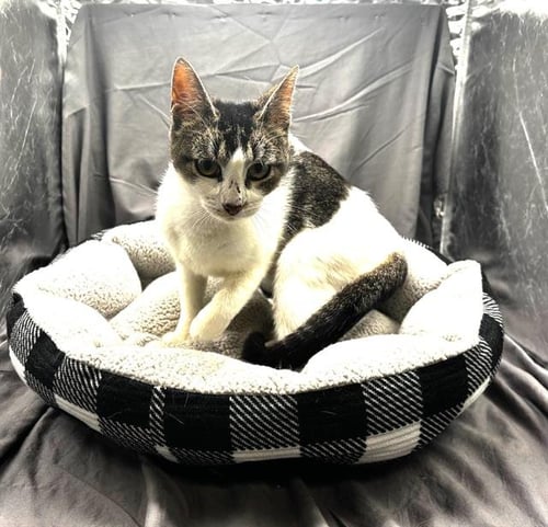 SHEILA - Domestic Short Hair available for adoption