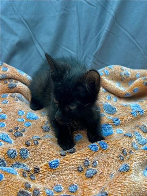 MARS - Domestic Short Hair available for adoption