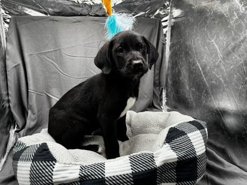A121933 - Labrador Retriever available for adoption