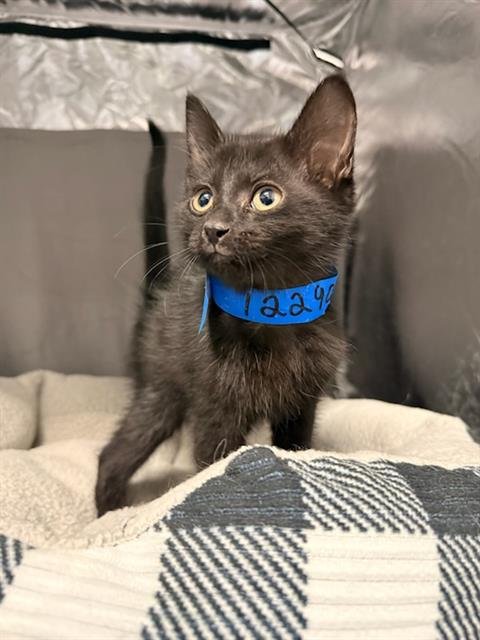 ASIAGO - Domestic Short Hair available for adoption