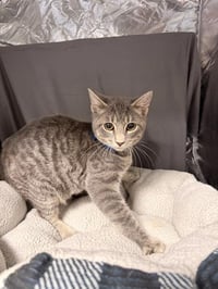 TAILS - Photo 1