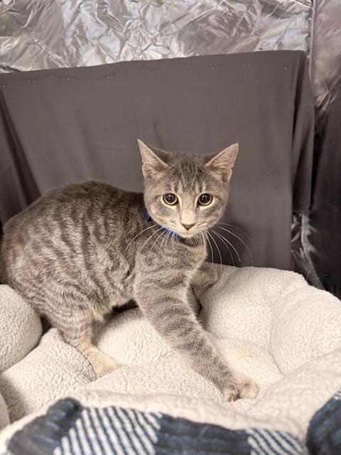 TAILS - Domestic Short Hair available for adoption