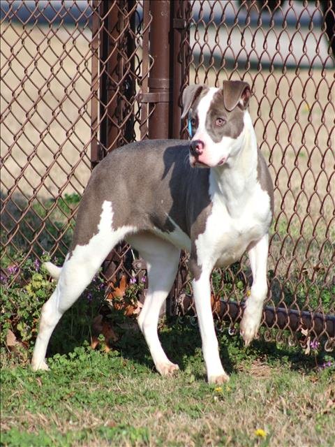 SADIE - Pit Bull Terrier for adoption in Augusta