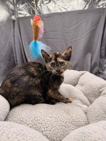 BEATRICE Image