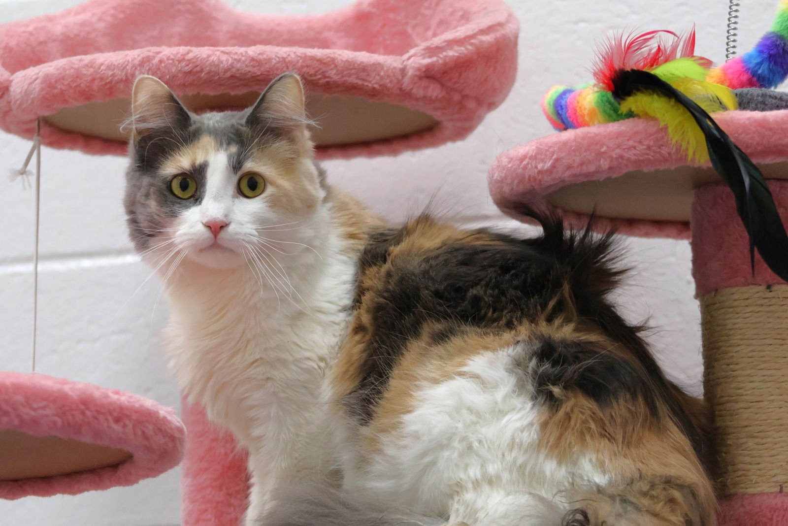 A120272 - Domestic Short Hair available for adoption