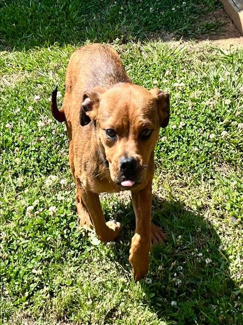 HAZEL - Boxer available for adoption