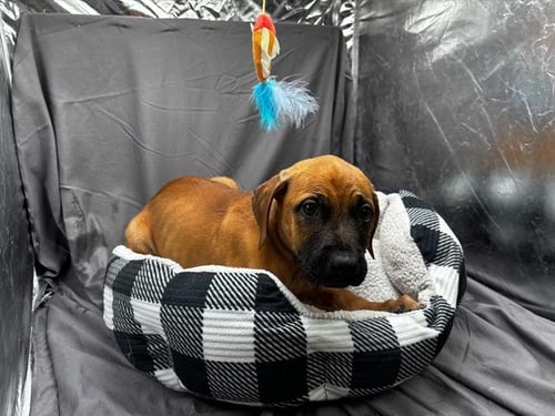 A121901 - Labrador Retriever available for adoption