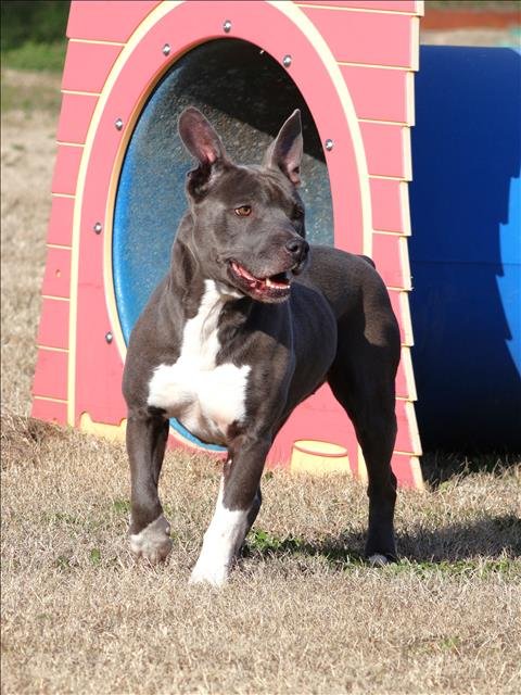 NYLA - Pit Bull Terrier available for adoption