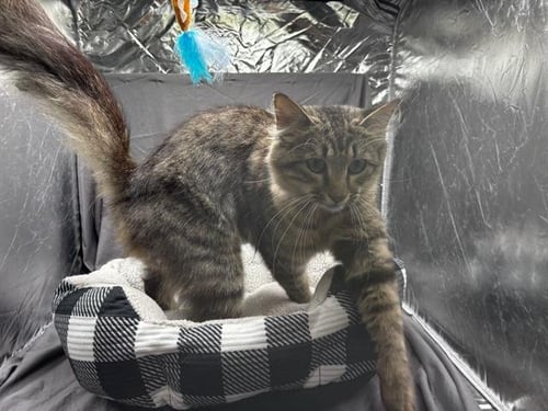 AUNT MAY - Domestic Medium Hair available for adoption