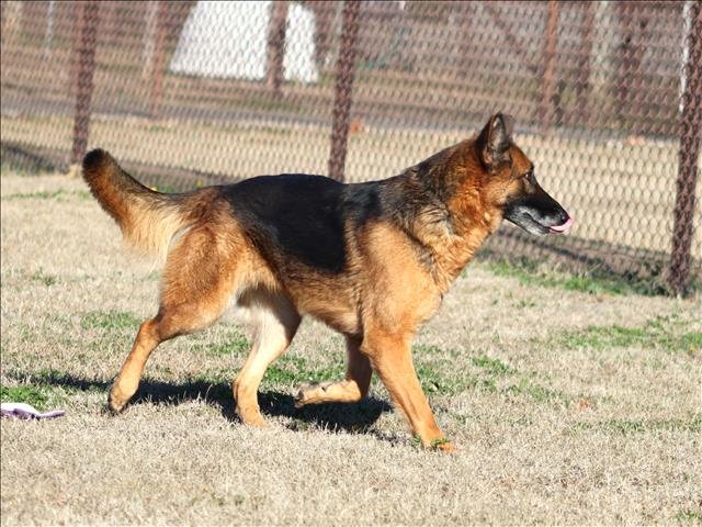 HEIDI - German Shepherd Dog available for adoption
