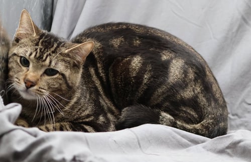 GOTTI - Domestic Short Hair available for adoption