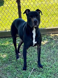 LOKI - Photo 1