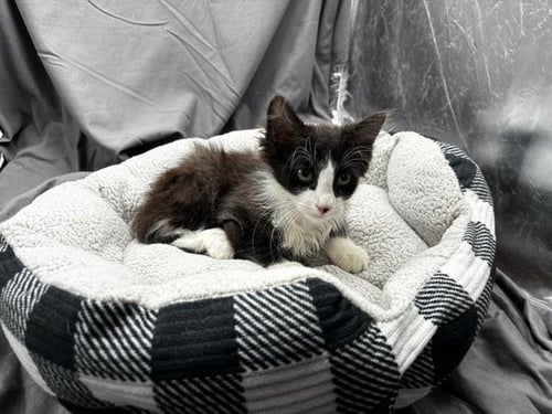 A121877 - Domestic Short Hair available for adoption