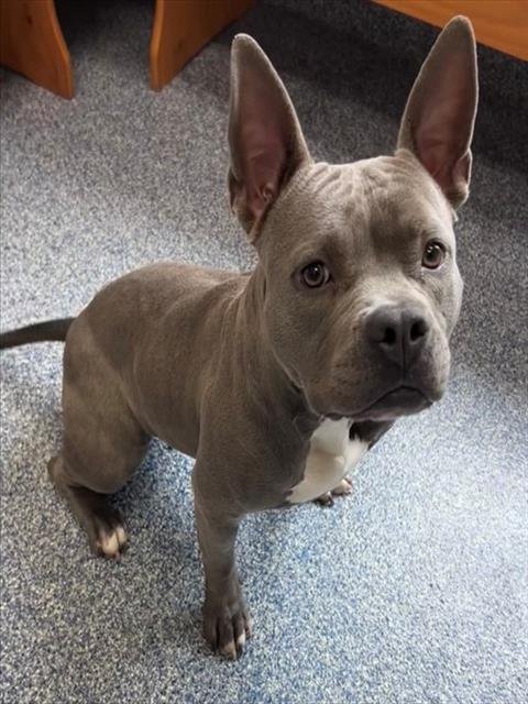 AURORA - Pit Bull Terrier available for adoption