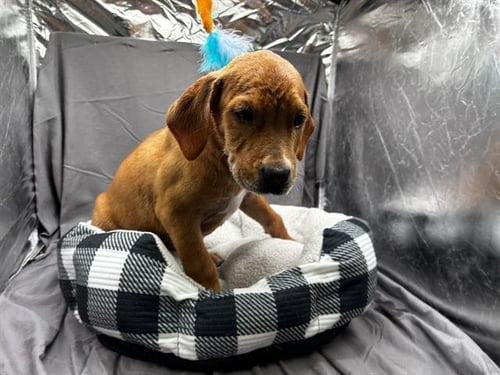 A121899 - Labrador Retriever available for adoption
