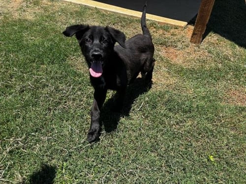 PORTIA - Labrador Retriever available for adoption