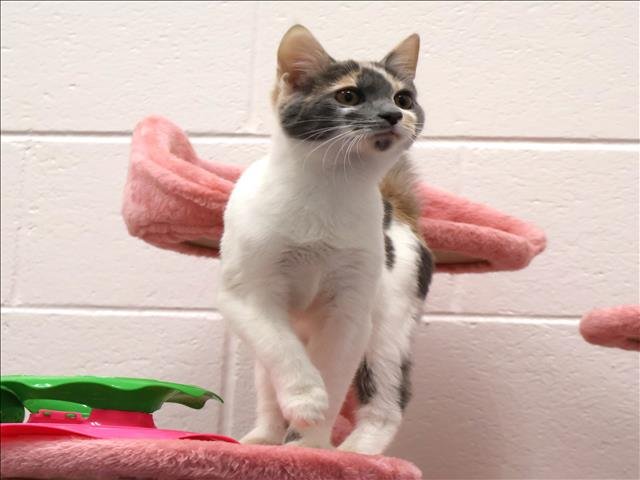 A120242 - Domestic Short Hair available for adoption