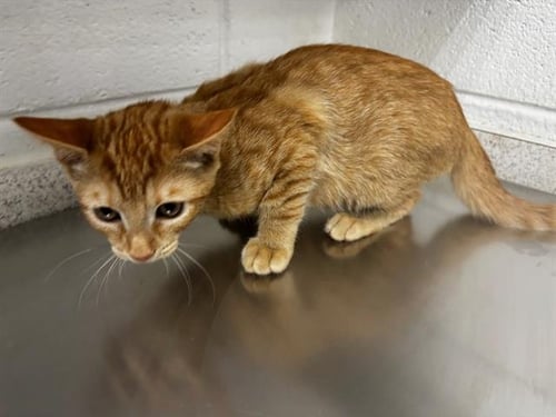 CHEDDAR - Domestic Short Hair available for adoption