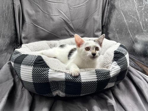 A121882 - Domestic Short Hair available for adoption