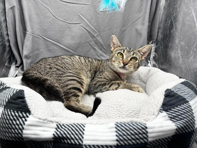TRIXIE Image