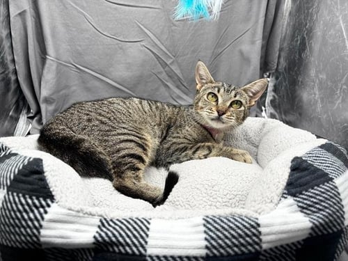 TRIXIE - Domestic Short Hair available for adoption