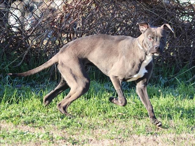 MAX - Pit Bull Terrier available for adoption