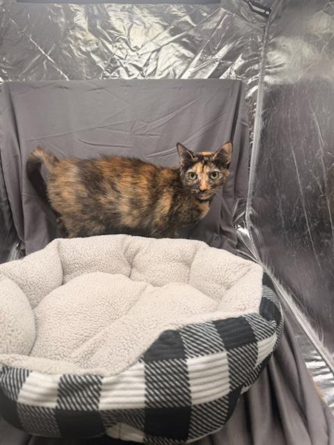 MURIEL - Domestic Short Hair available for adoption