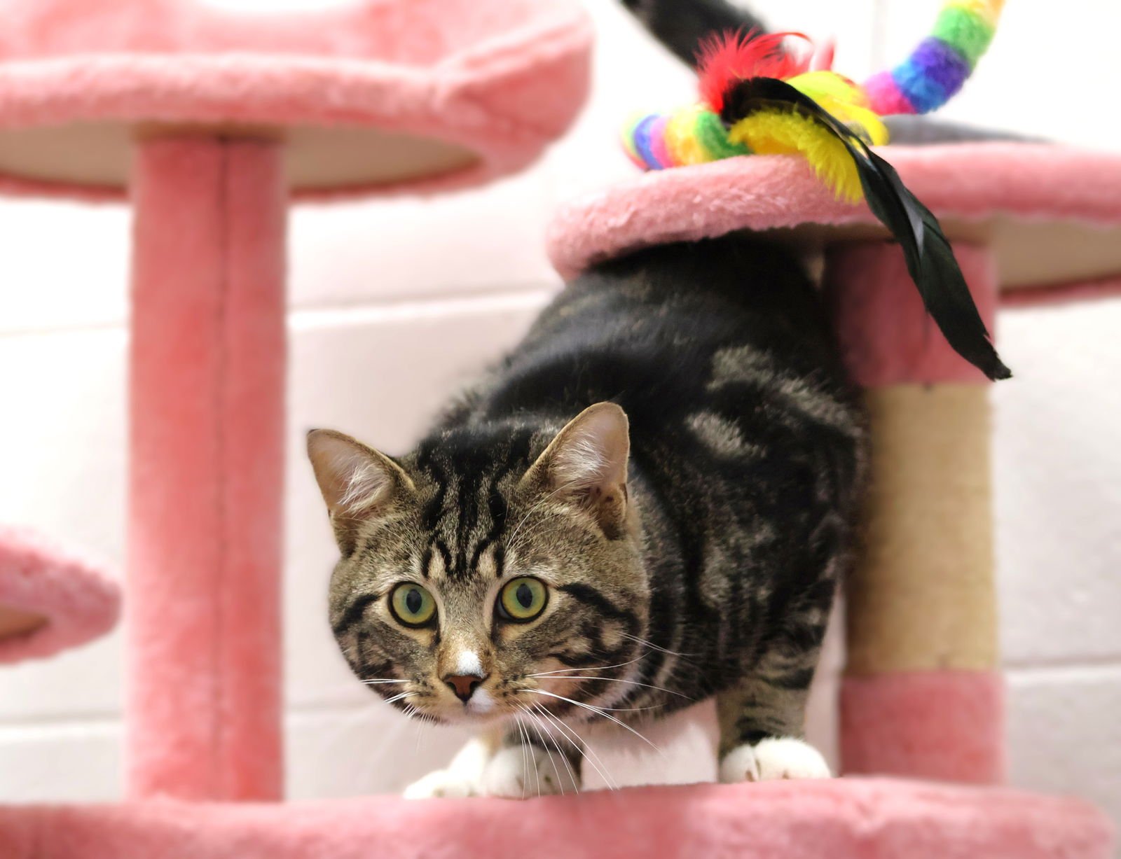 A120270 - Domestic Short Hair available for adoption