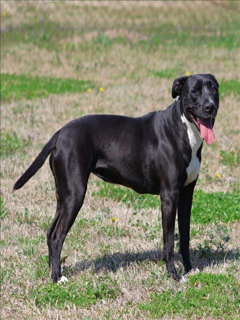 LOLA - Labrador Retriever / American Pit Bull Terrier available for adoption