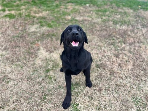 LUKE - Labrador Retriever available for adoption