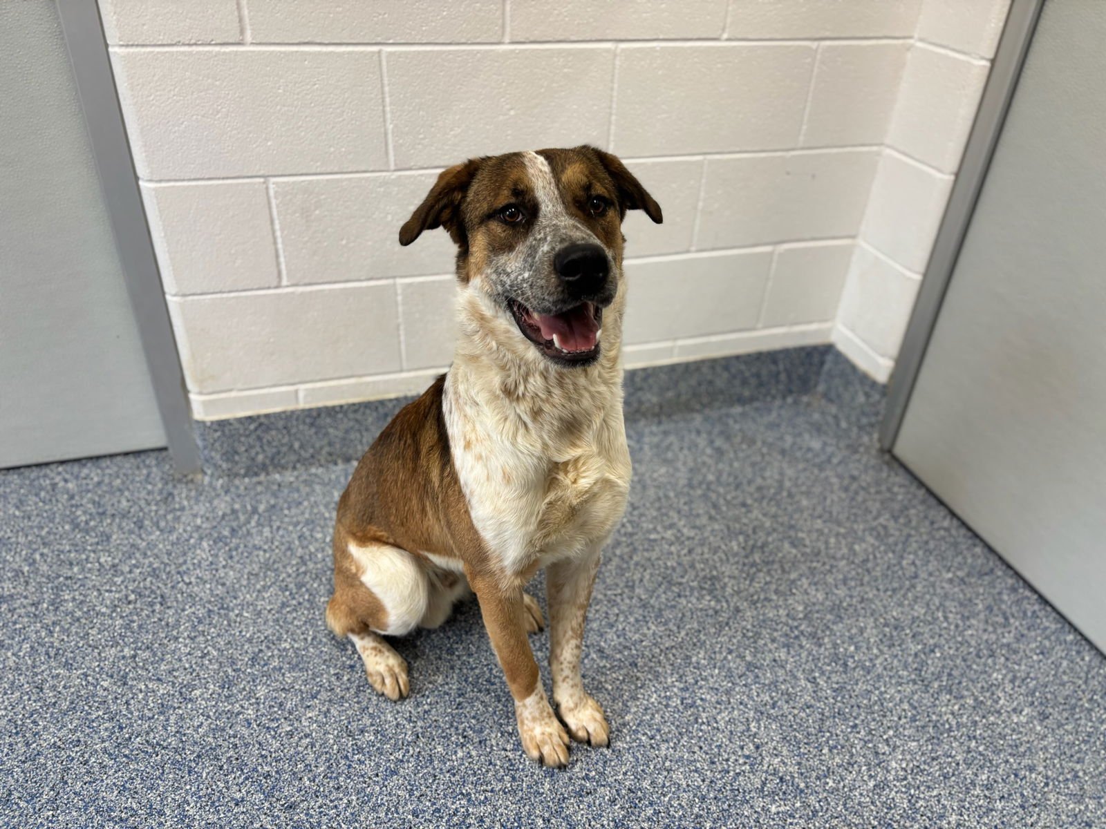 BUBBA - Saint Bernard available for adoption