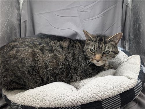 COOKIE - Domestic Short Hair available for adoption
