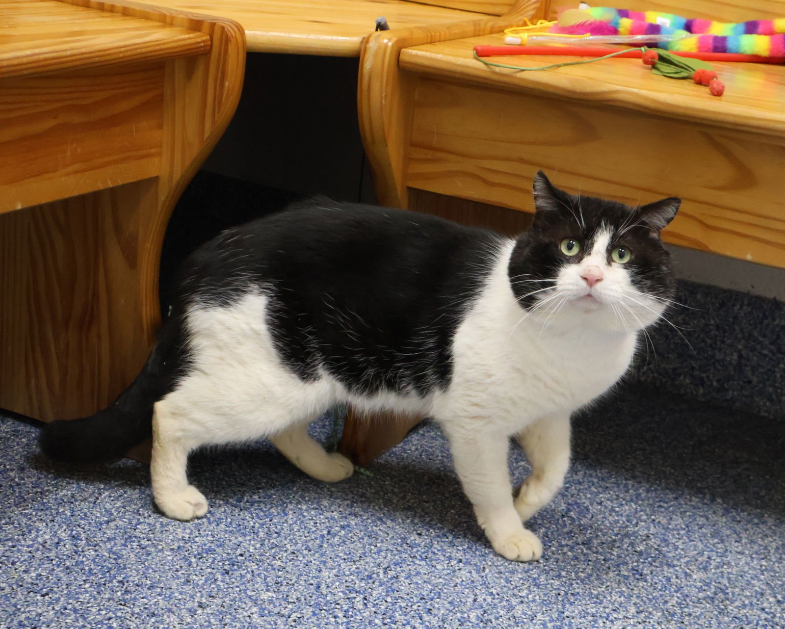 ARROW - Domestic Short Hair available for adoption