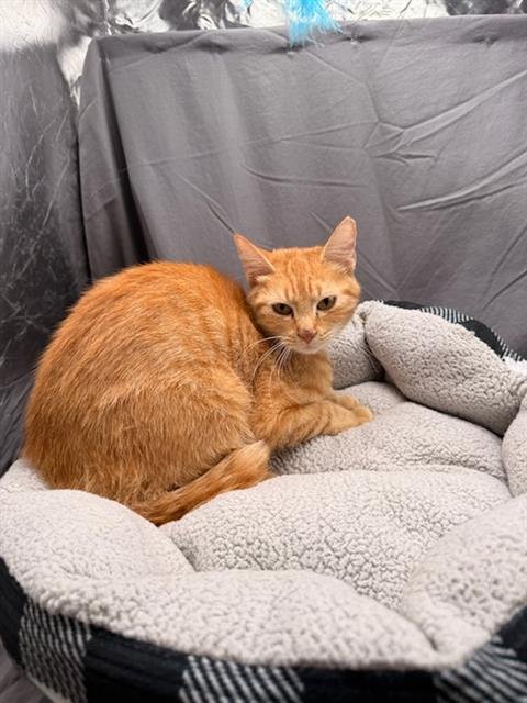 CHERI - Domestic Short Hair available for adoption