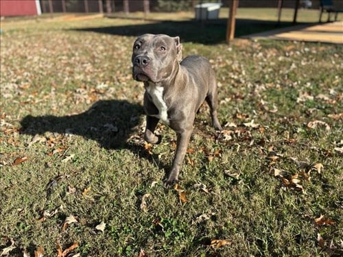 JADE - Pit Bull Terrier available for adoption