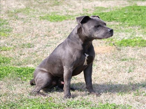 BRUISER - Pit Bull Terrier available for adoption