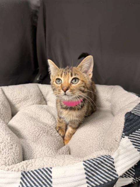 BETTY - Domestic Short Hair available for adoption