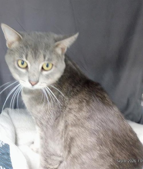 KALE - Domestic Short Hair available for adoption