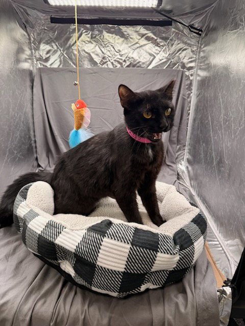SUGARFOOT - Domestic Short Hair available for adoption