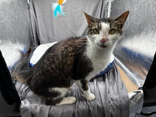PAUL - Domestic Short Hair for adoption in Augusta