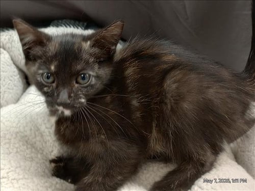 A121306 - Domestic Short Hair available for adoption