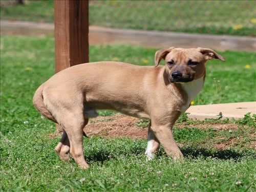 TIMBER - Feist / Pit Bull Terrier available for adoption