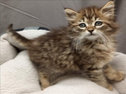 A121340 - Domestic Long Hair available for adoption