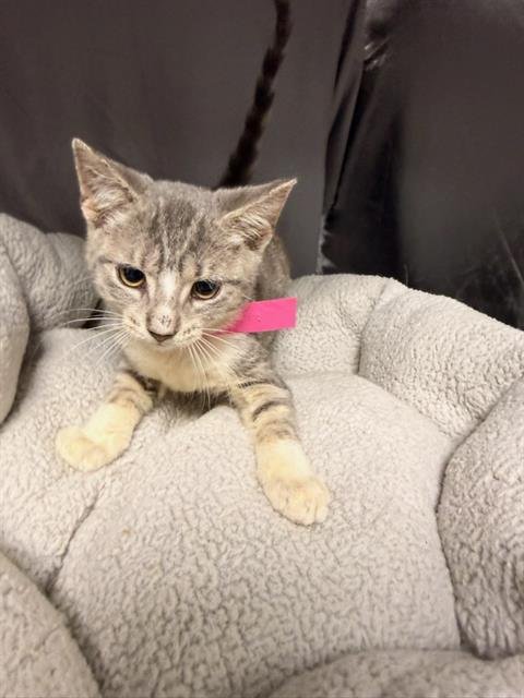 DOLLY - Domestic Short Hair available for adoption