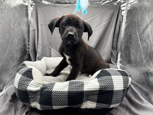 A121934 - Labrador Retriever available for adoption