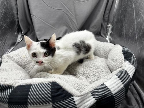A121881 - Domestic Short Hair available for adoption