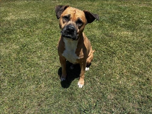 MILLIE - Pit Bull Terrier available for adoption