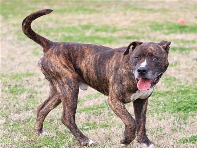 LEO - Pit Bull Terrier available for adoption