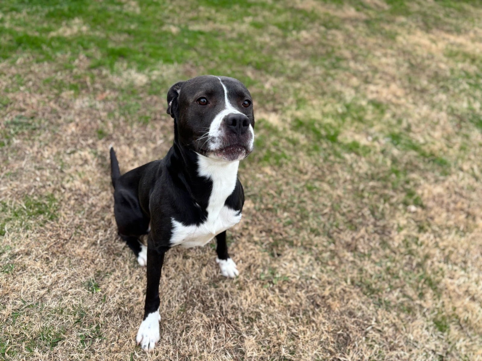 BRUNO - Boxer available for adoption